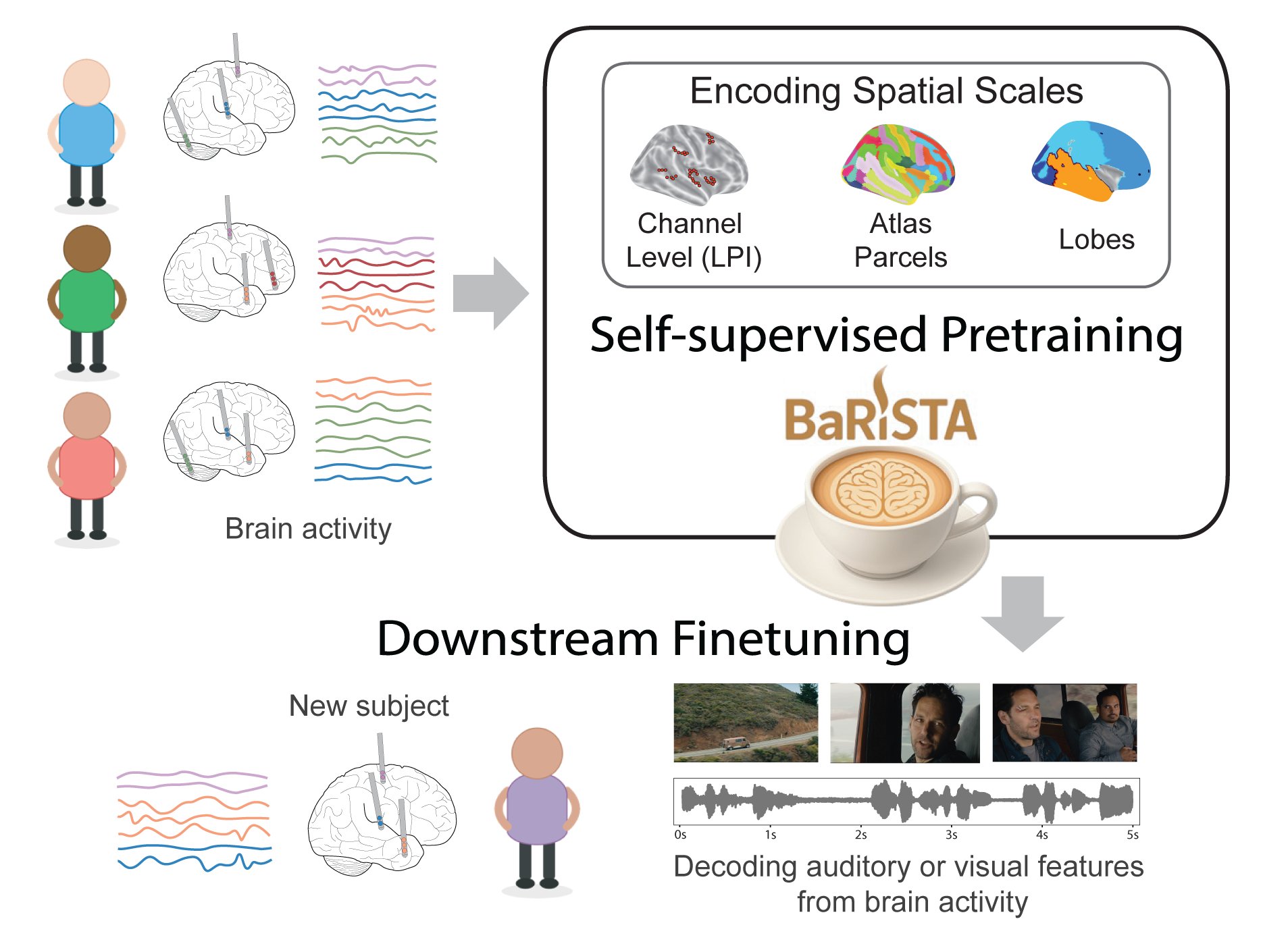 Overview of the BaRISTA model architecture